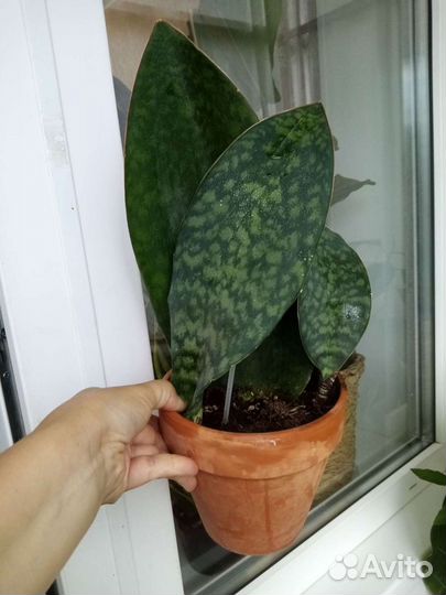 Комнатные растения цветы большие офисные