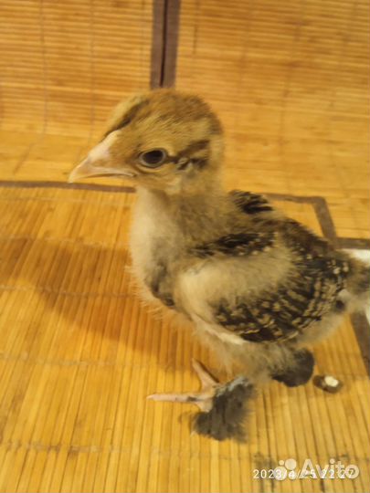 Цыплята породы брама