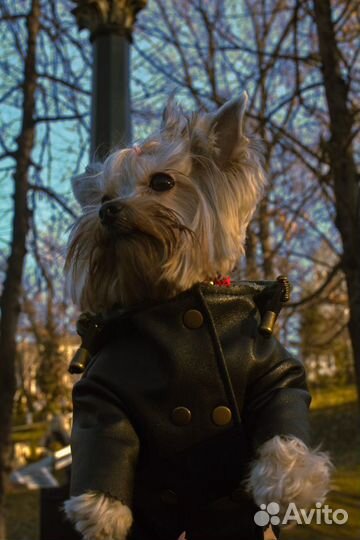 Комбинезон для собаки