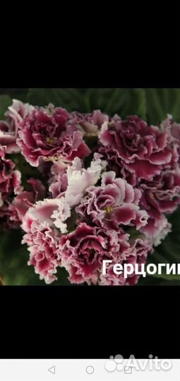 Фиалка и др. цветы