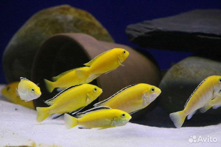 Аквариумные рыбки