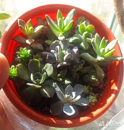 Набор суккулентов