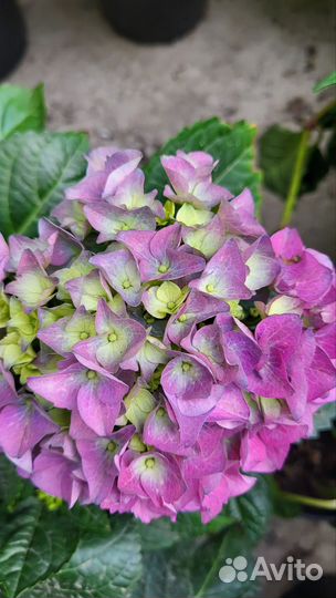 Гортензия крупнолистная, метельчатая, ампельная