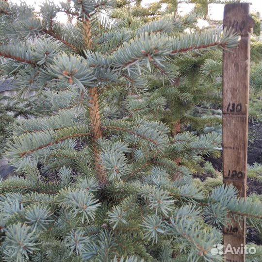 Ель голубая