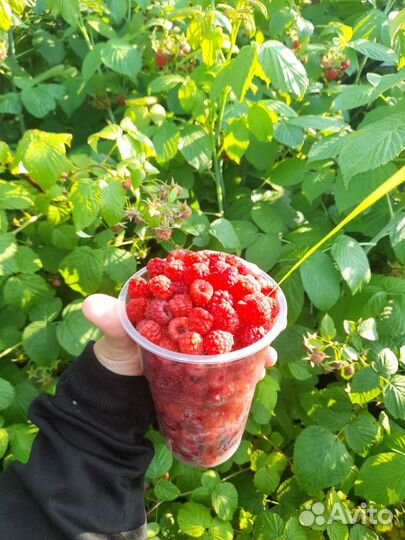 Малина ягода