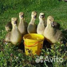 Гуси крупные серые