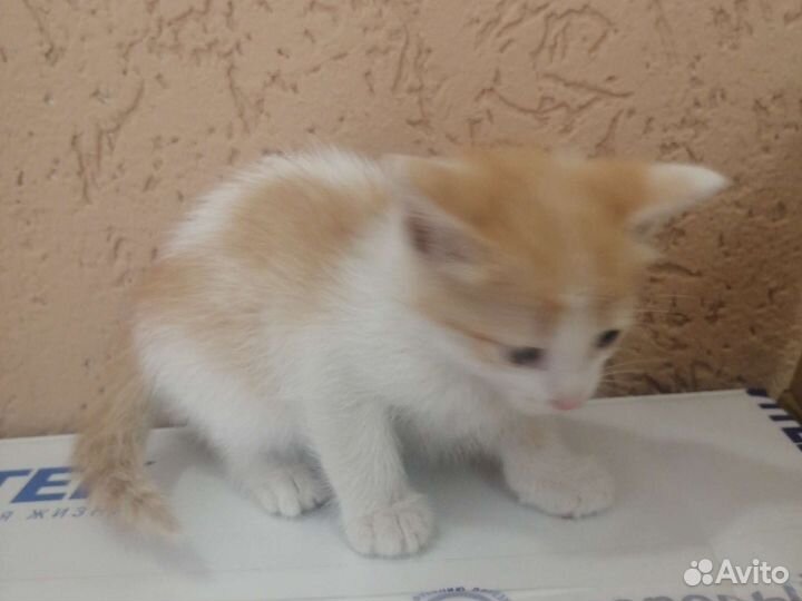 Кошка в дар бесплатно