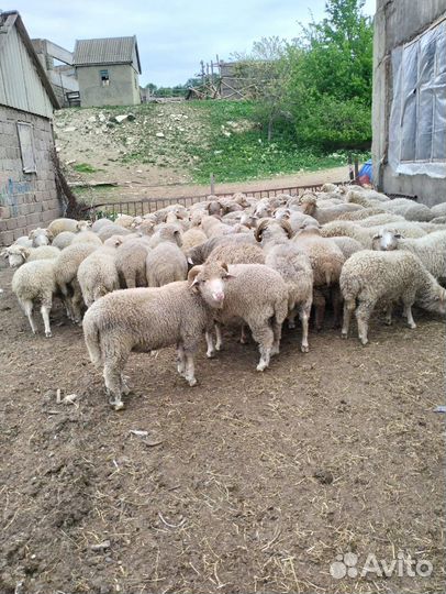 Овцы бараны