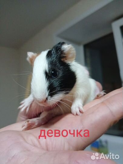Морские свинки
