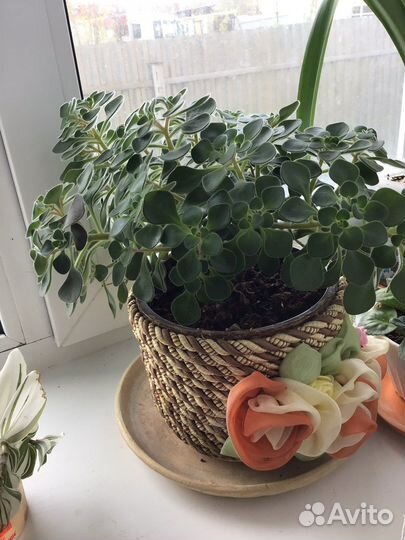 Аихризон -дерево любви, «копеечное дерево»