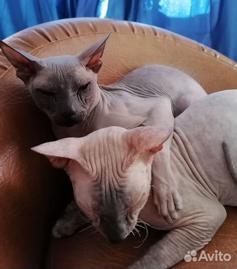 Донской сфинкс котята