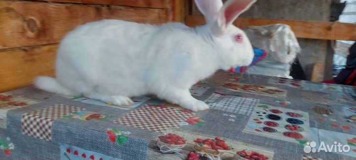 Кролик самец