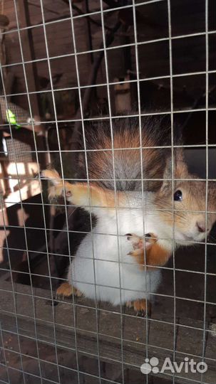 Белка, бельчата. Вольерные