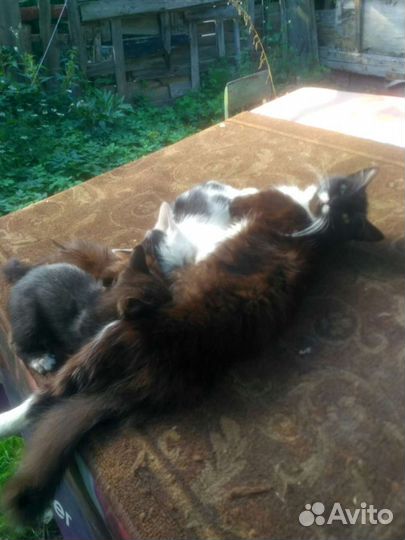 В добрые руки