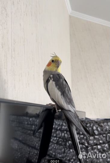 Попугай Корелла Ручной