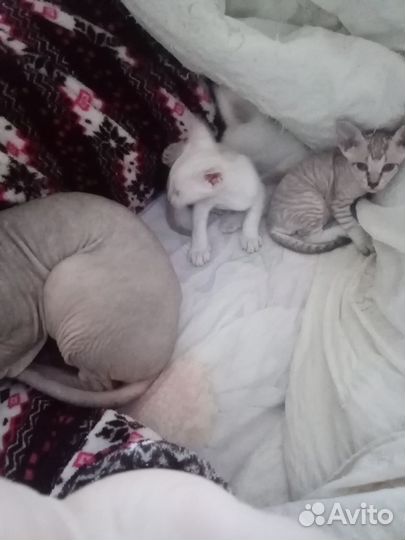Донской сфинкс котята