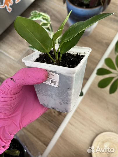 Цветы домашние