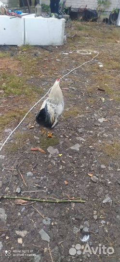 Петушки и утки