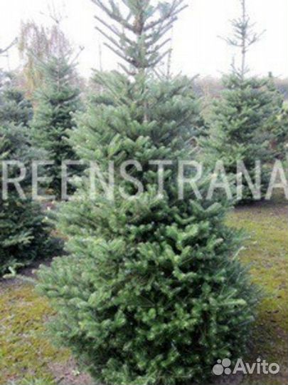 Пихта корейская Samling