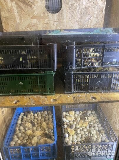 Перепелиная ферма