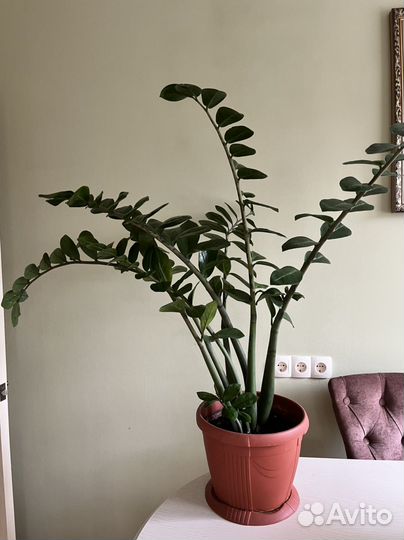 Замиокулькас