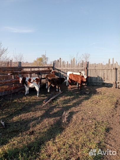 Телята бычки