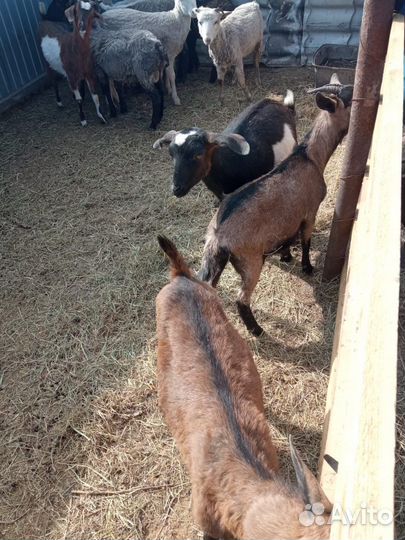 Дойные нубийские козы