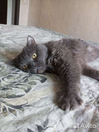Кот Британец