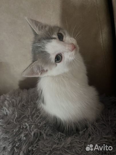 Котята в добрые руки даром девочки