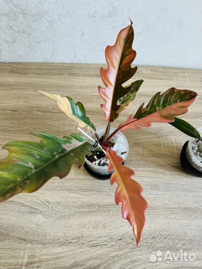 Филодендрон карамель марбл вар