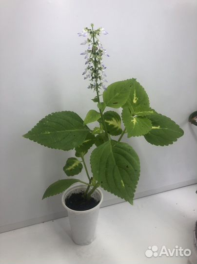 Колеус цветущий