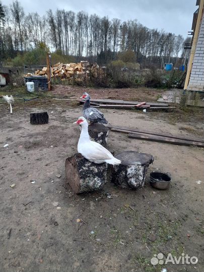 Мускусные утки