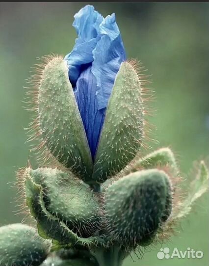 Голубой мак семена