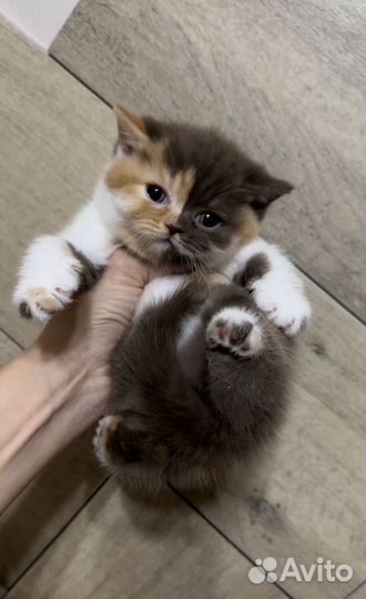 Британские котята