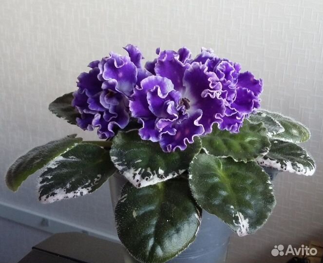 Фиалки сортовые детками
