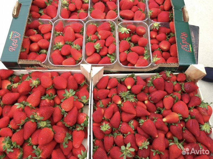 Клубника свежая