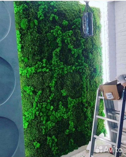 Фитокартина мох