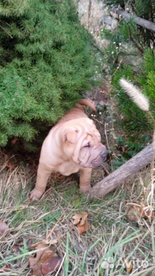 Щенки породы шарпей
