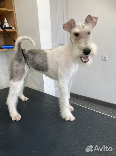 Стрижка собак и кошек