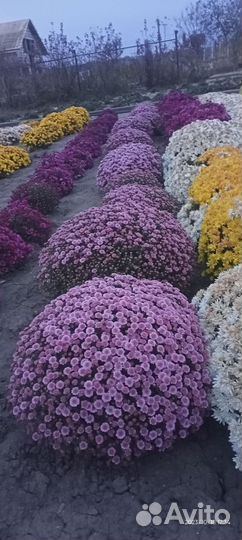 Растения для сада