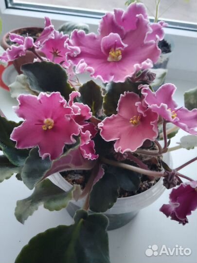 Фиалки махровые