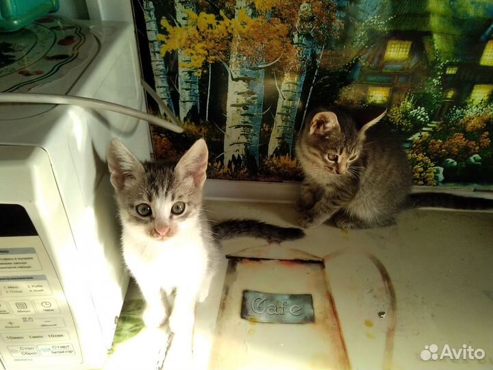 Котята в добрые руки