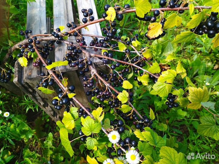 Смородина черная ягода