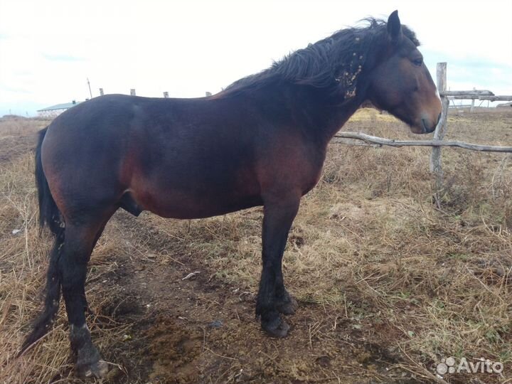 Жеребец на племя