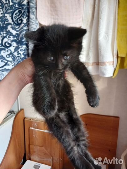 Котёнок девочка в добрые руки