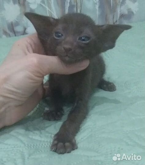 Ориентальные котята с родословными
