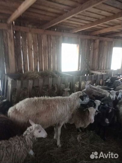 Овцы бараны