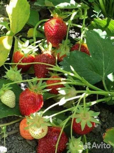 Рассада (саженцы) клубники Клери