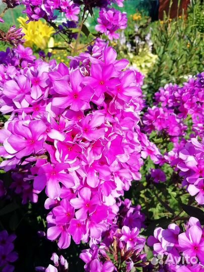 Флоксы многолетние