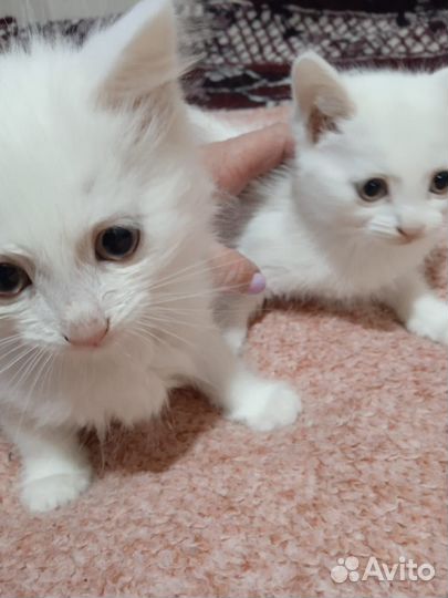 Котятки в добрые руки